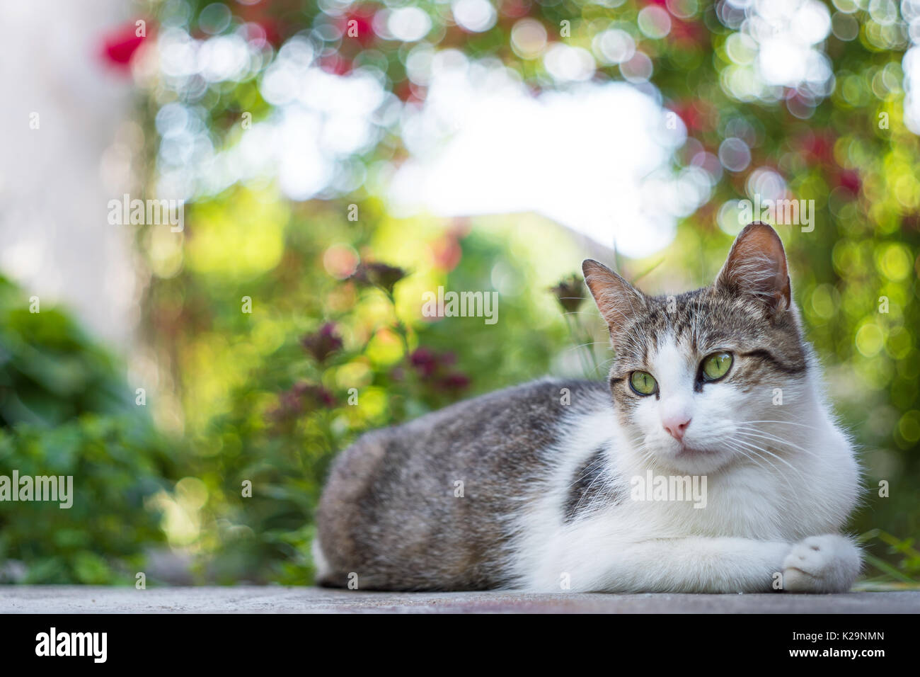 Cat rose hi-res stock photography and images - Alamy