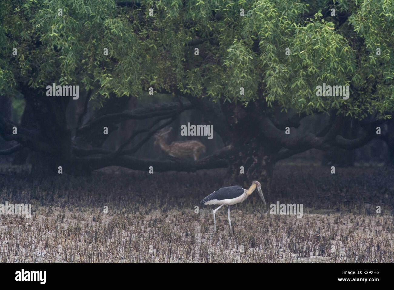 Bangladesh delta home hi-res stock photography and images - Alamy
