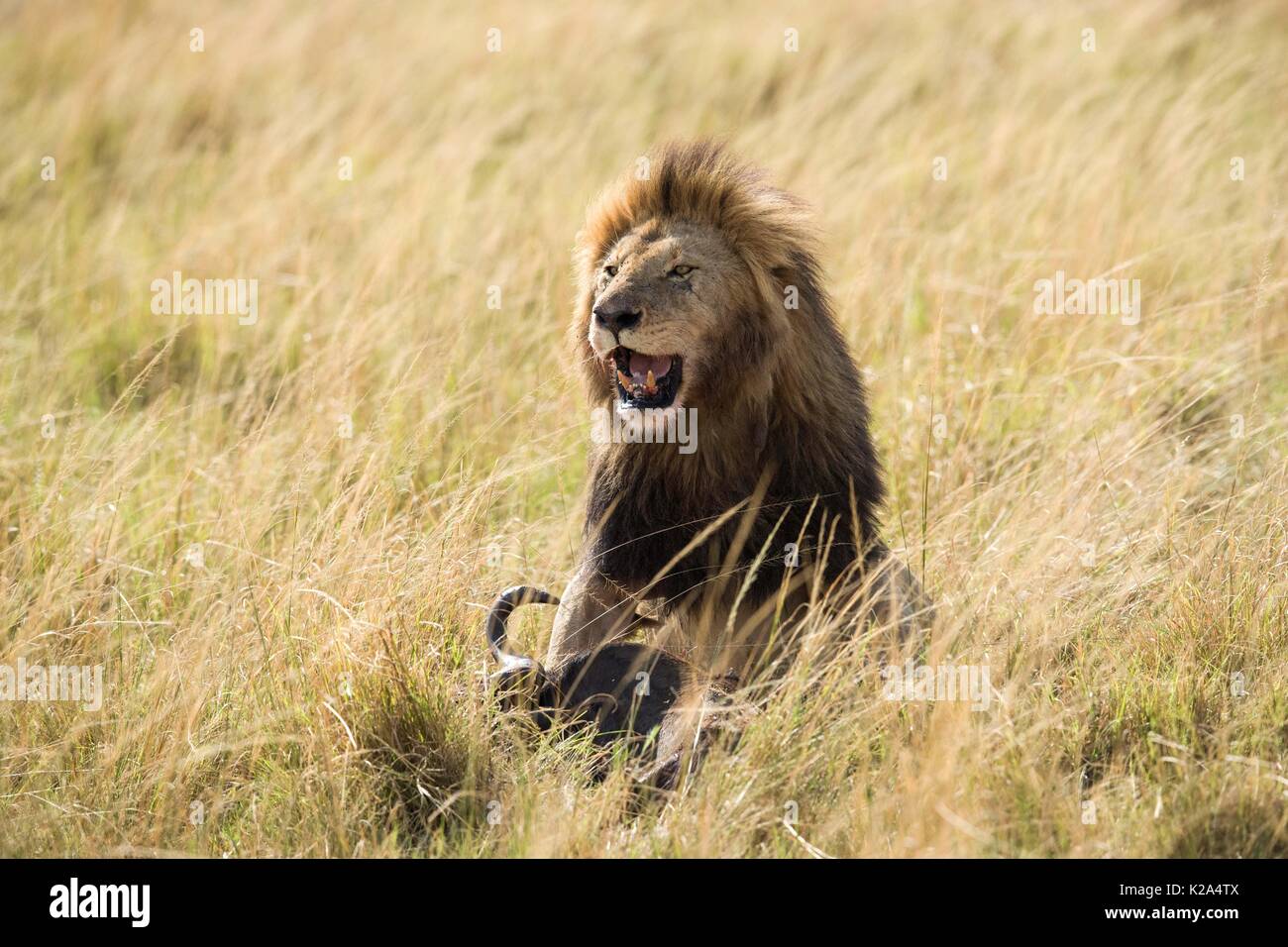 Nairobi, Kenya. 29th Aug, 2017. A lion eats a wildebeest at the Maasai ...