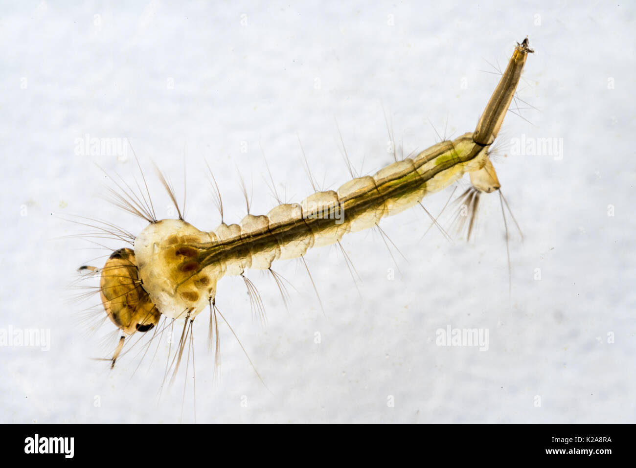 Macro of underwater mosquito larva on plain background Stock Photo