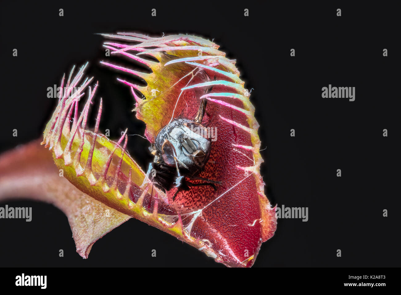 Stacked macro of Venus fly trap (Dionaea muscipula) with remains of captured digested fly Stock Photo
