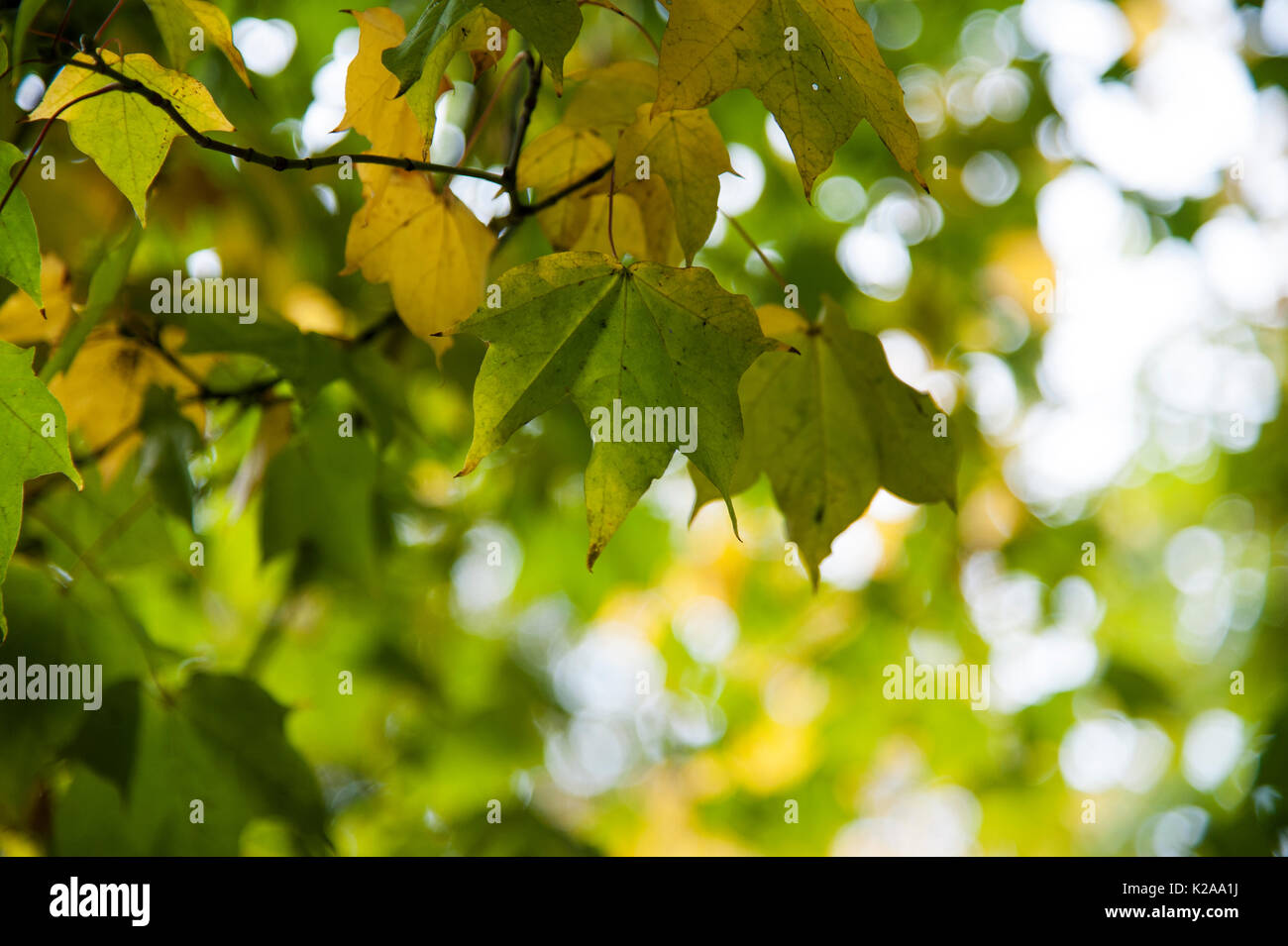 First signs of Autumn Stock Photo