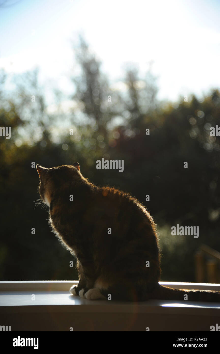 Cat looks out of the window. Stock Photo