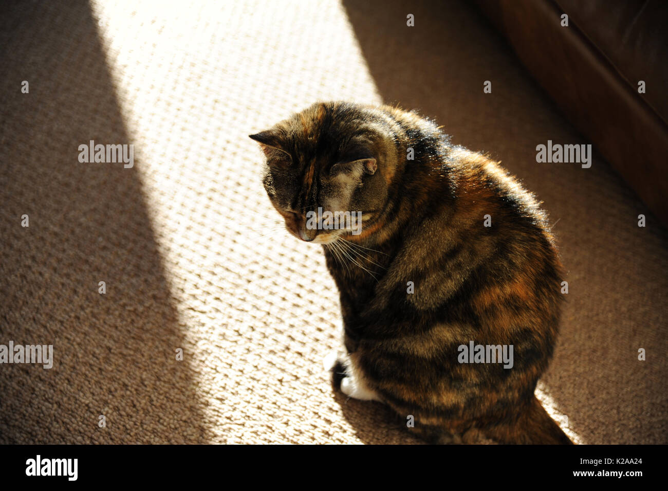 Cat in a patch of sunshine. Stock Photo