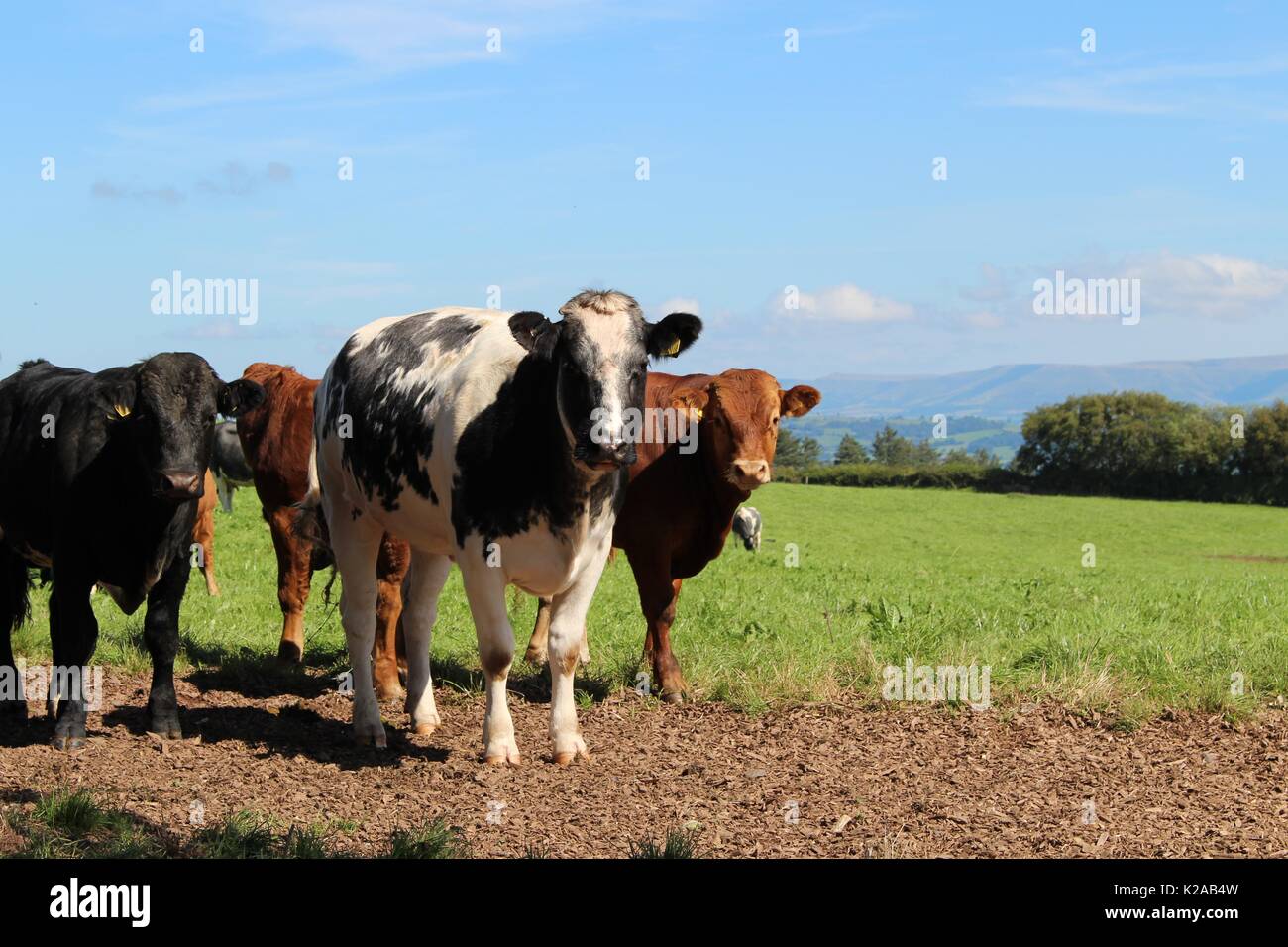 Staring cattle, Brecon Beacons, Wales Stock Photo