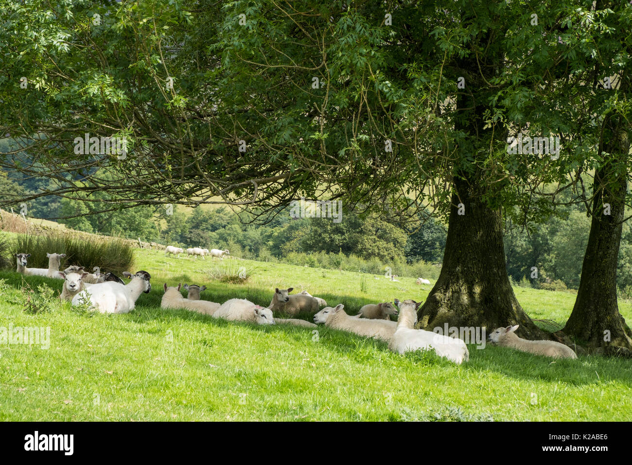 Sheep resting in the shade of a tree on a hot Summer's day, Edale, Derbyshire, England, UK Stock Photo