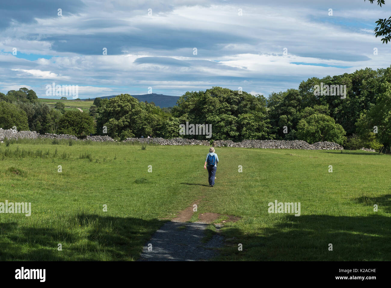 Under blue sky, a lone female walker heads away on sunny Dales Way footpath near Linton Falls, Grassington, Wharfedale, Yorkshire Dales, England, UK. Stock Photo