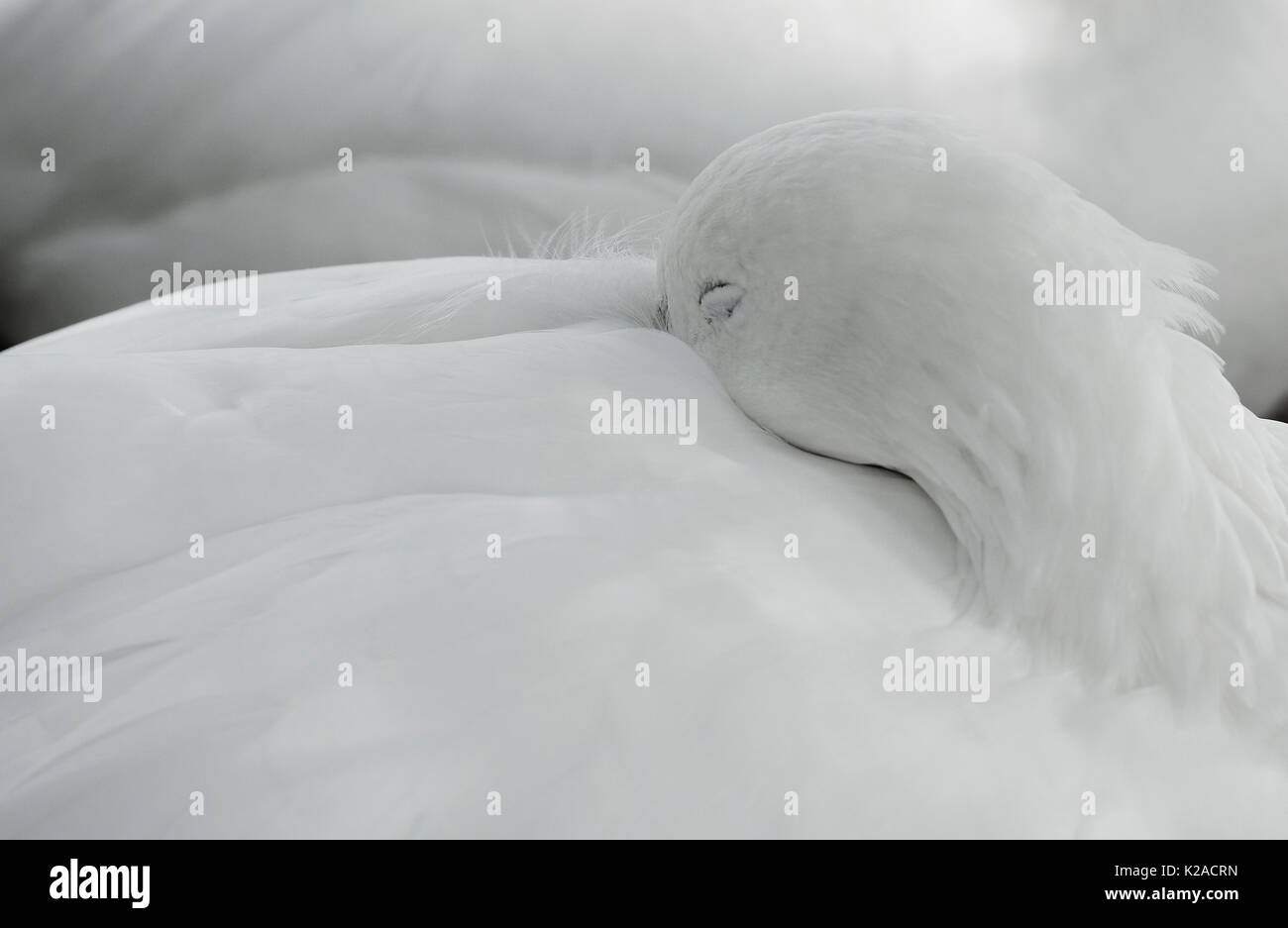 Sleeping goose hires stock photography and images Alamy