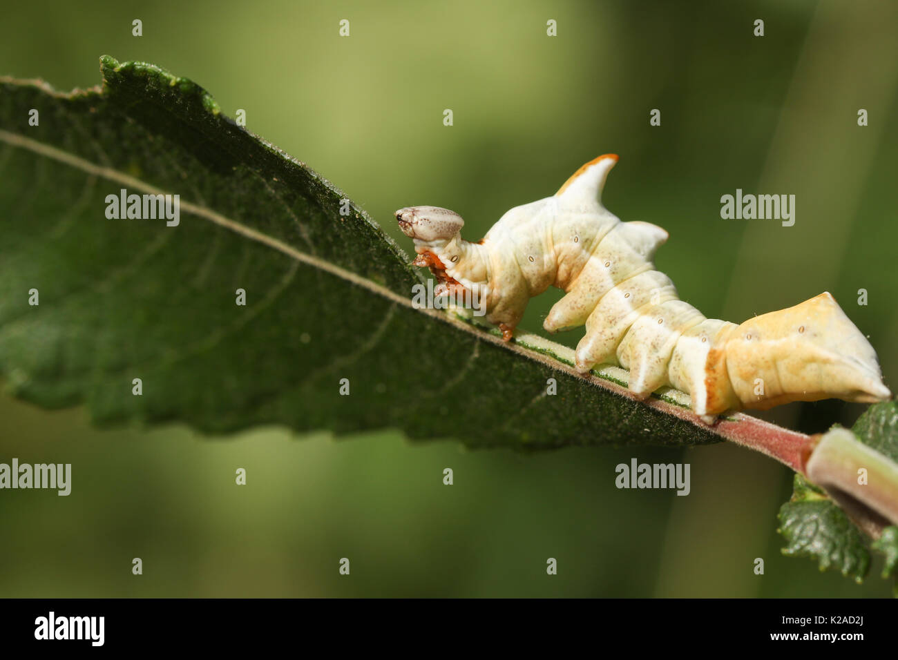 A beautiful Pebble Prominent Moth Caterpillar (Notodonta ziczac) feeding on a willow leaf. Stock Photo