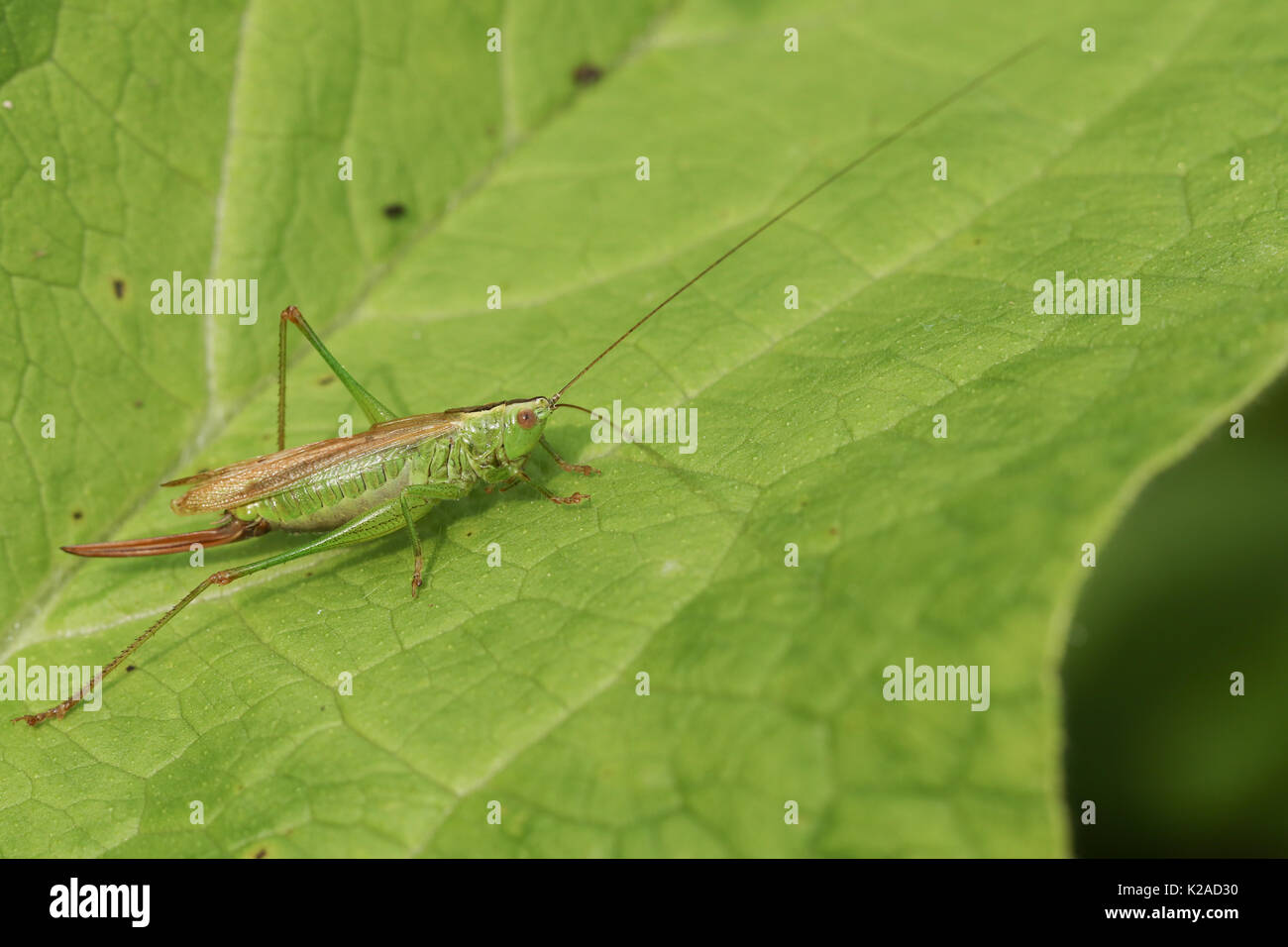 A pretty Long-winged Conehead Cricket  (Conocephalus discolor) perched on a leaf. Stock Photo