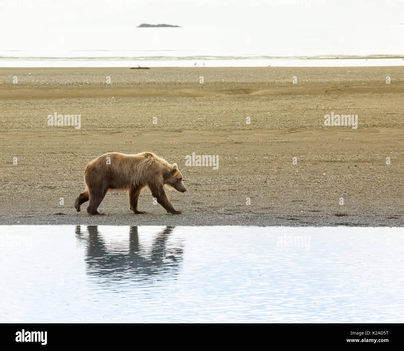coastal brown bear, Katmai Alaska Stock Photo