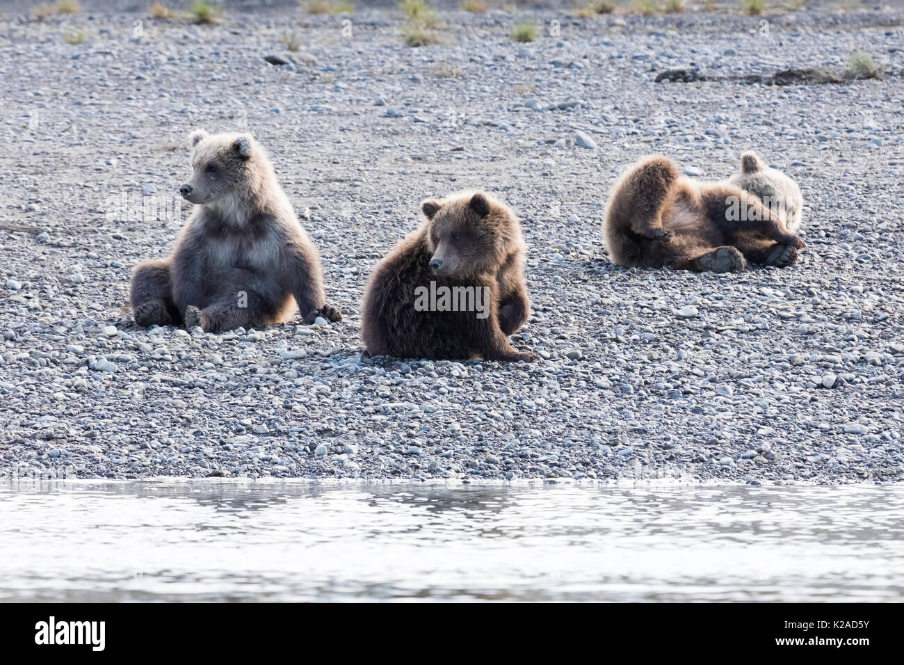 three coastal brown bear cubs in Katmai, Alaska Stock Photo