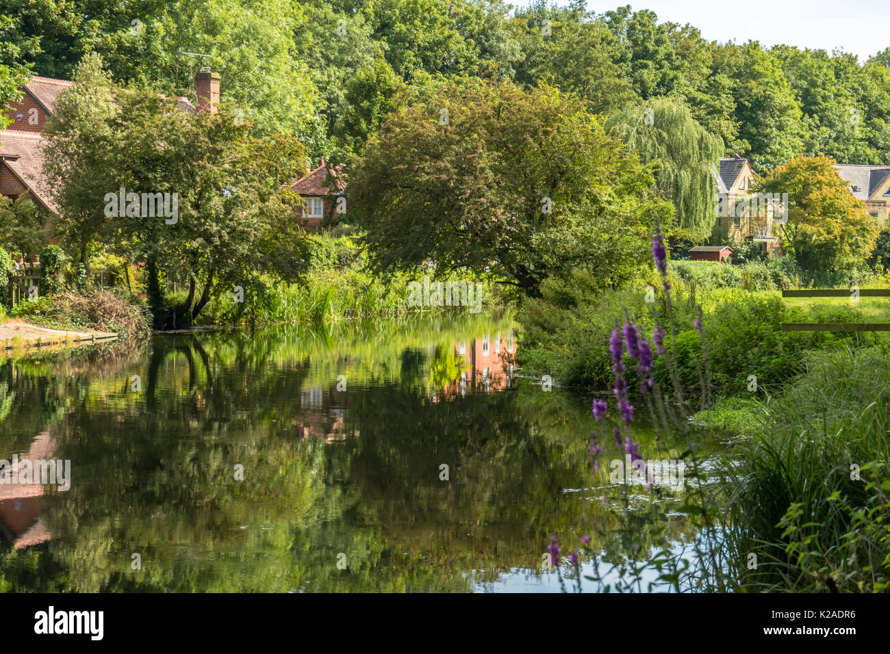 Abundant green vegetation along the river Itchen in Winchester during summer, Hampshire, UK Stock Photo