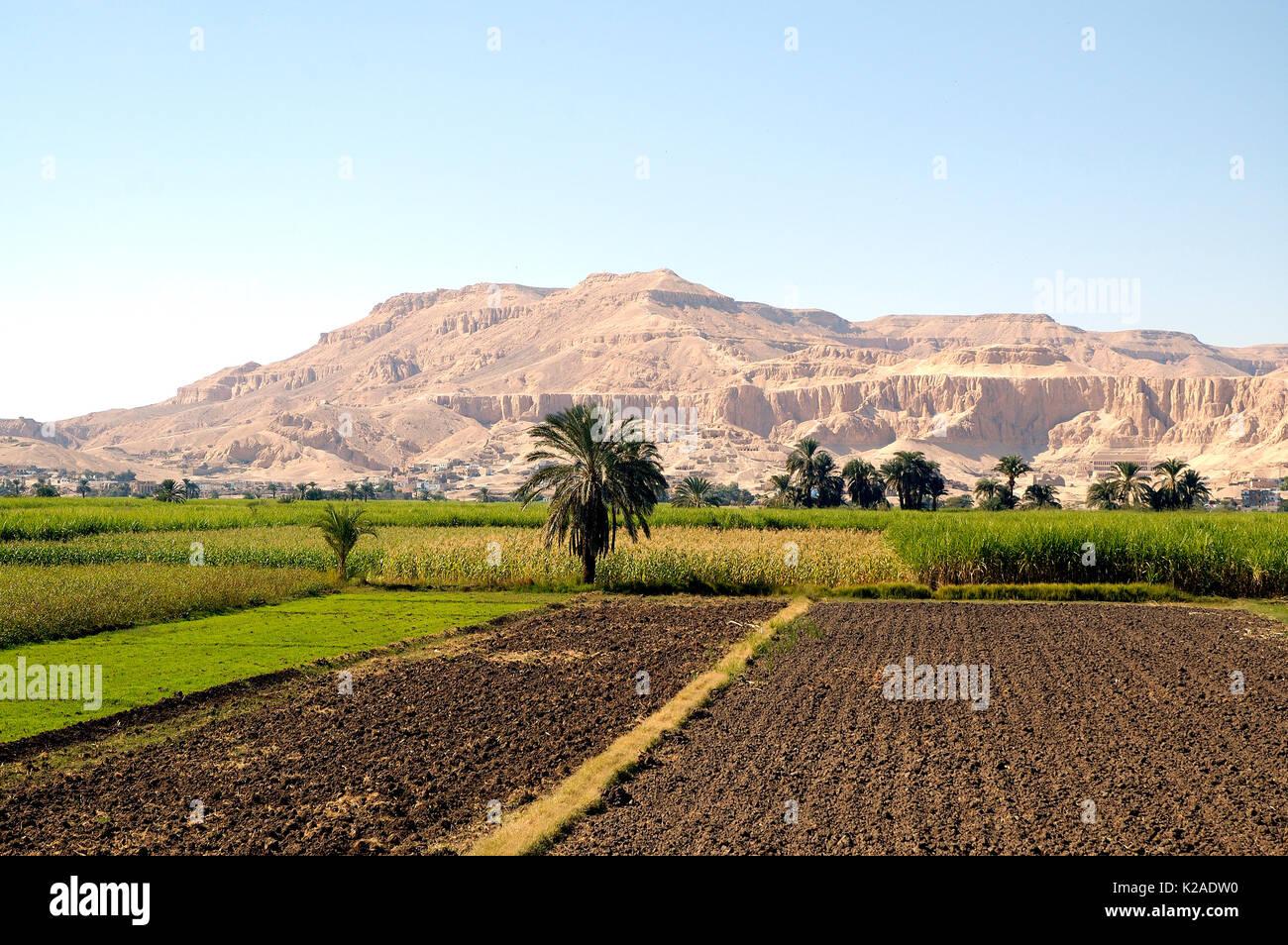 Farming fields in Luxor. Egypt Stock Photo