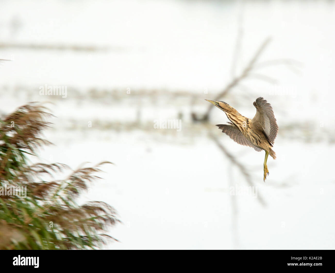 October 2017 - Bittern in flight coming into land on the Somerset levels taken from the Canada Farm hide Stock Photo