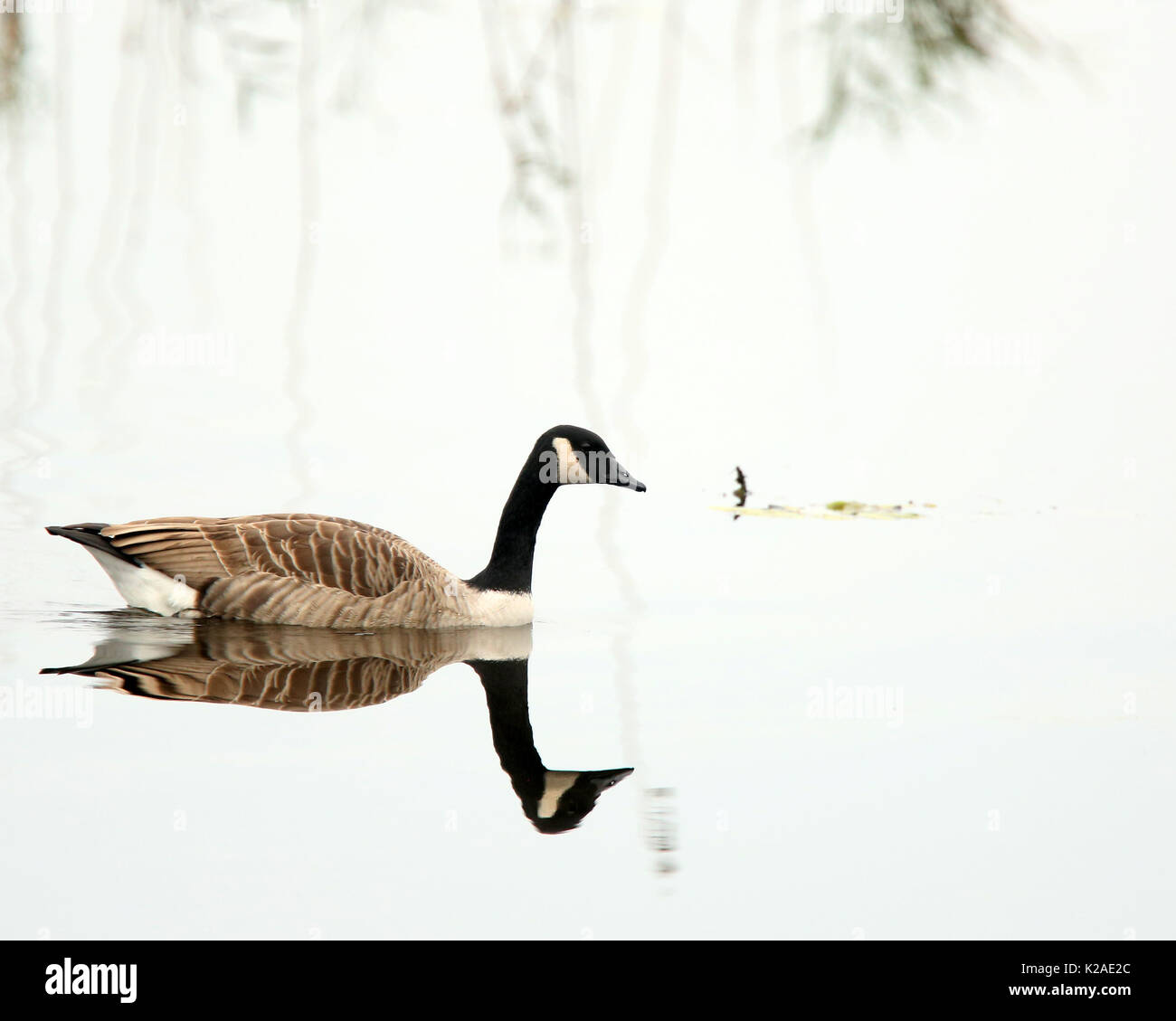 October 2015 - Canada Goose reflected on a calm day for the Canada Farm hide on the Somerset Levels Stock Photo