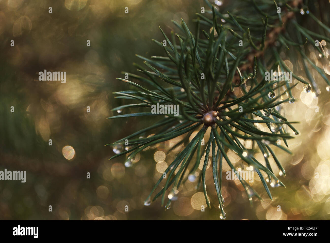 Morning dew on the pine tree needles, macro photo with shallow depth of field. Filtered image Stock Photo