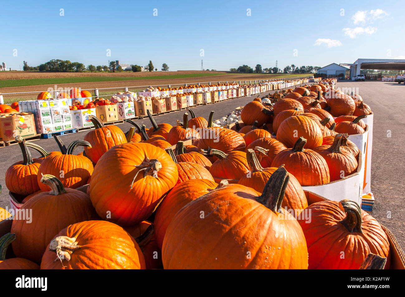 Autumn pumpkins ready fall hi-res stock photography and images - Alamy