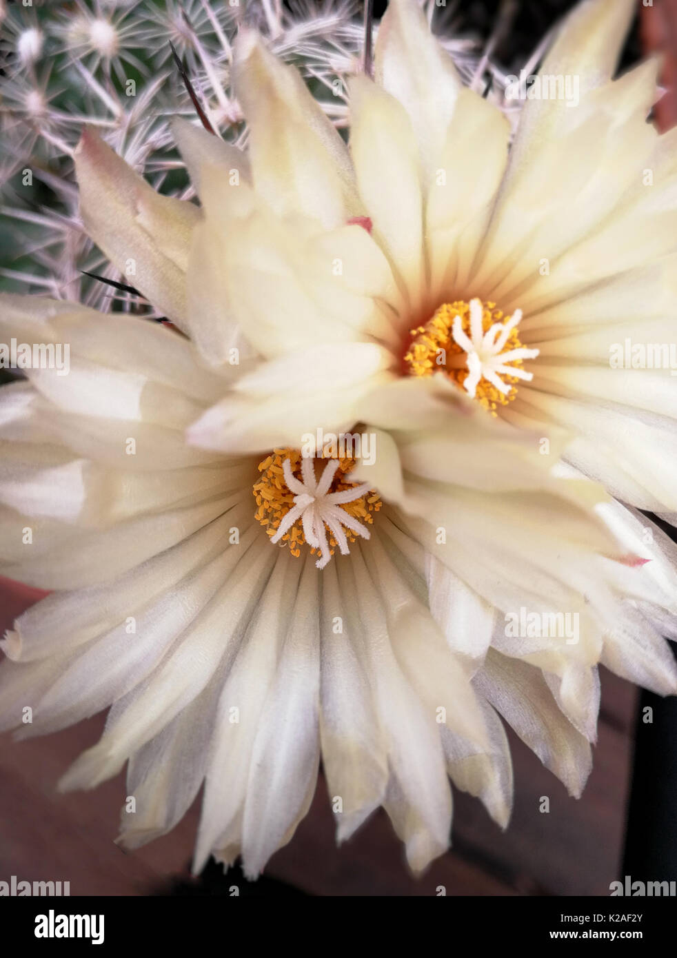 Interior of a cactus flower Stock Photo Alamy