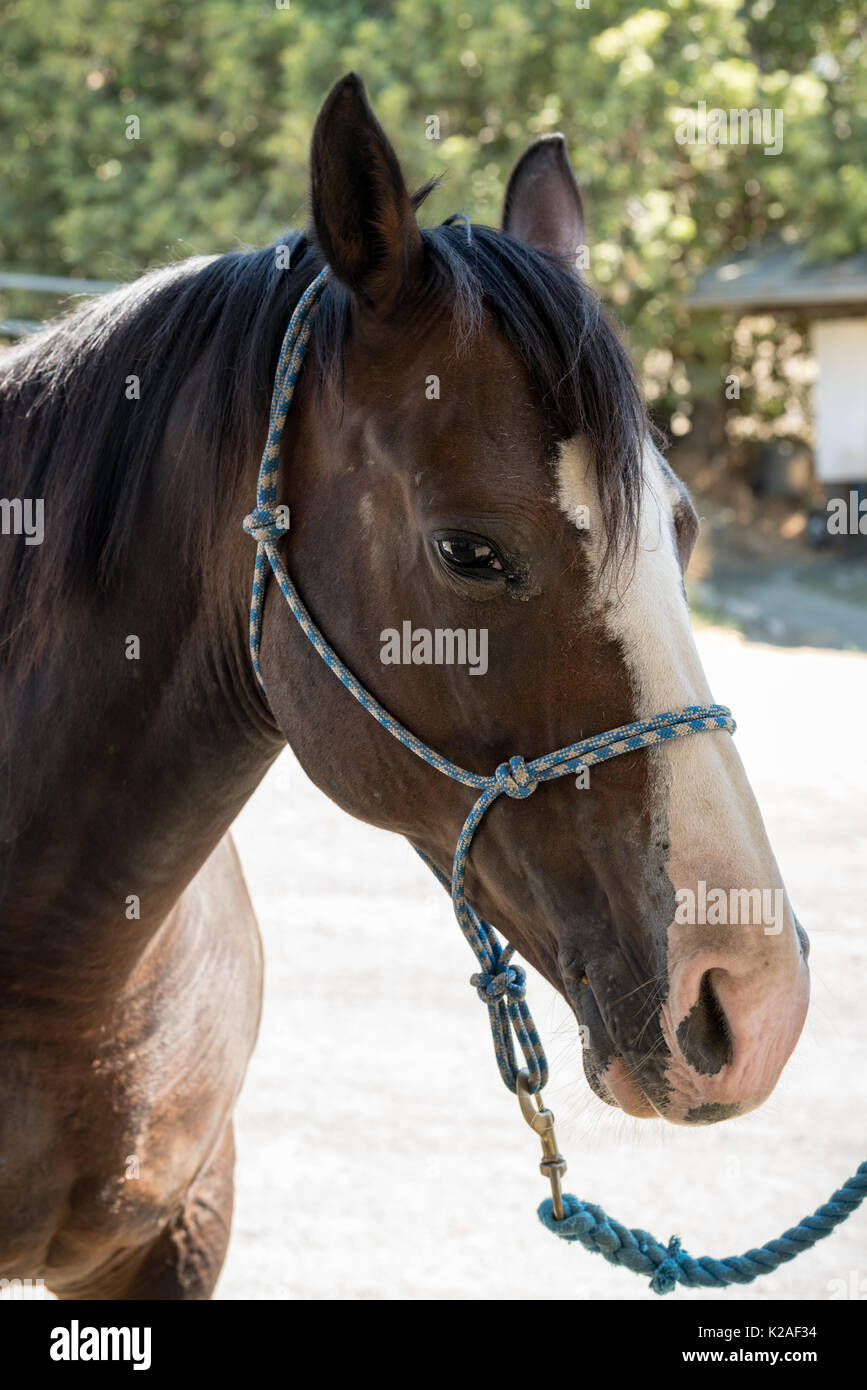 Horse Face Close Up Stock Photos & Horse Face Close Up Stock Images Alamy