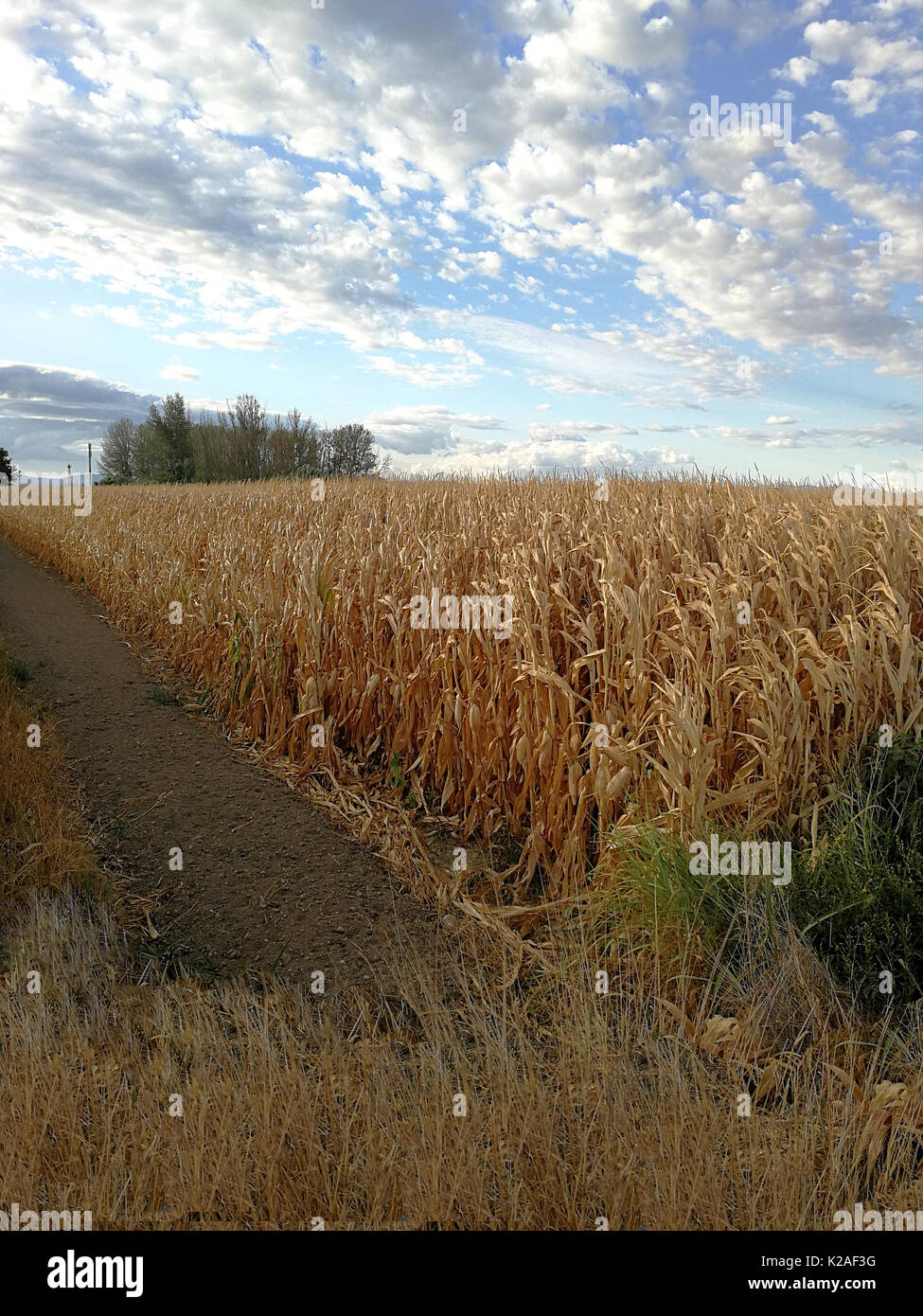 Corn fields and cloudy sky Stock Photo - Alamy