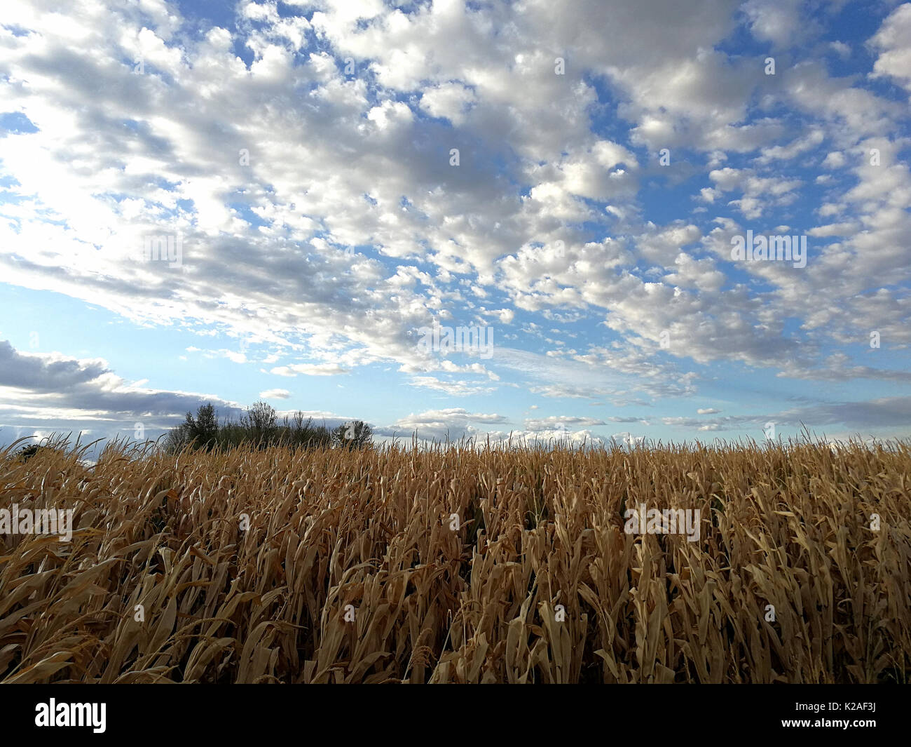 Corn fields and cloudy sky Stock Photo - Alamy