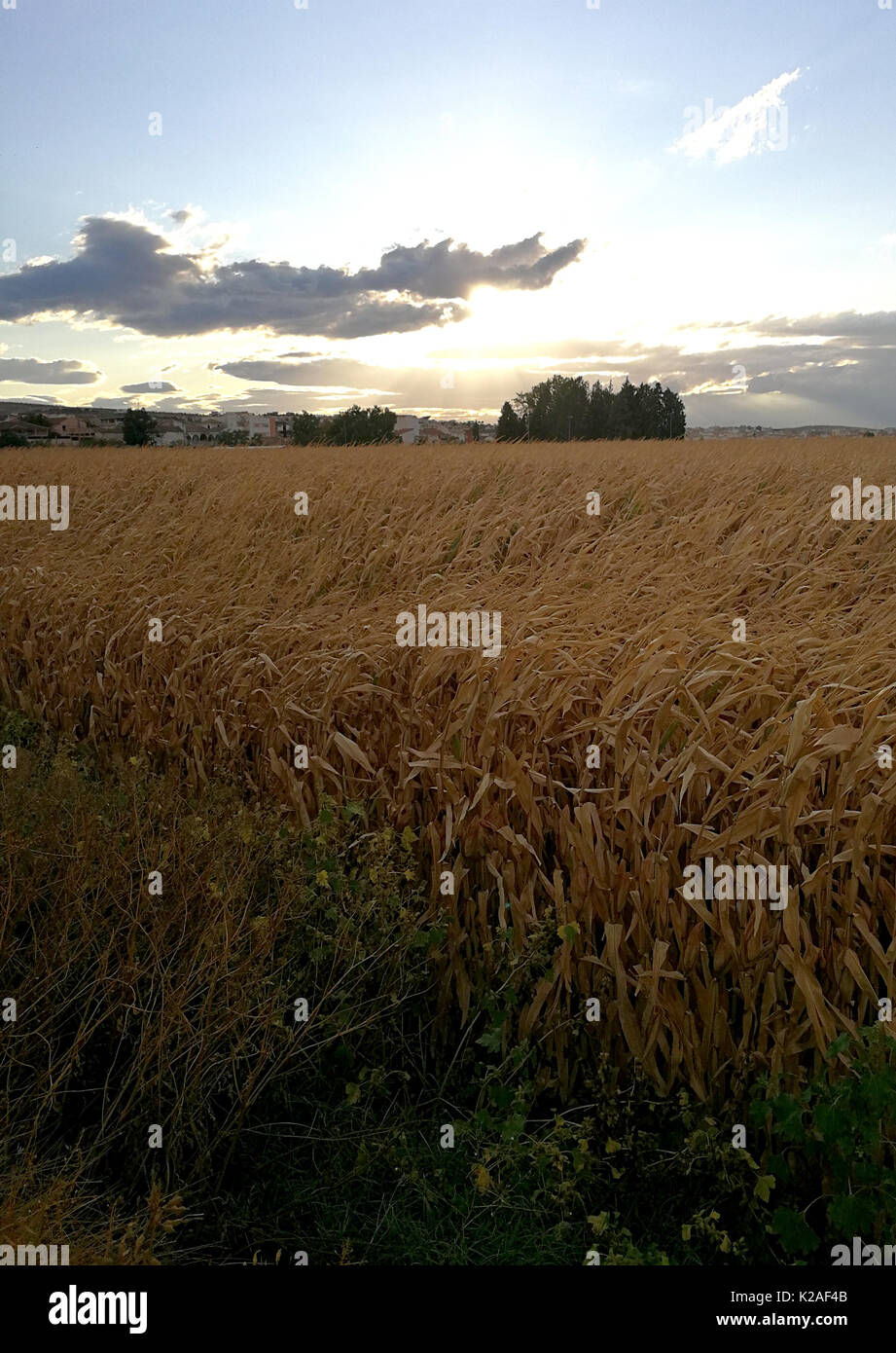 Corn fields and cloudy sky Stock Photo - Alamy