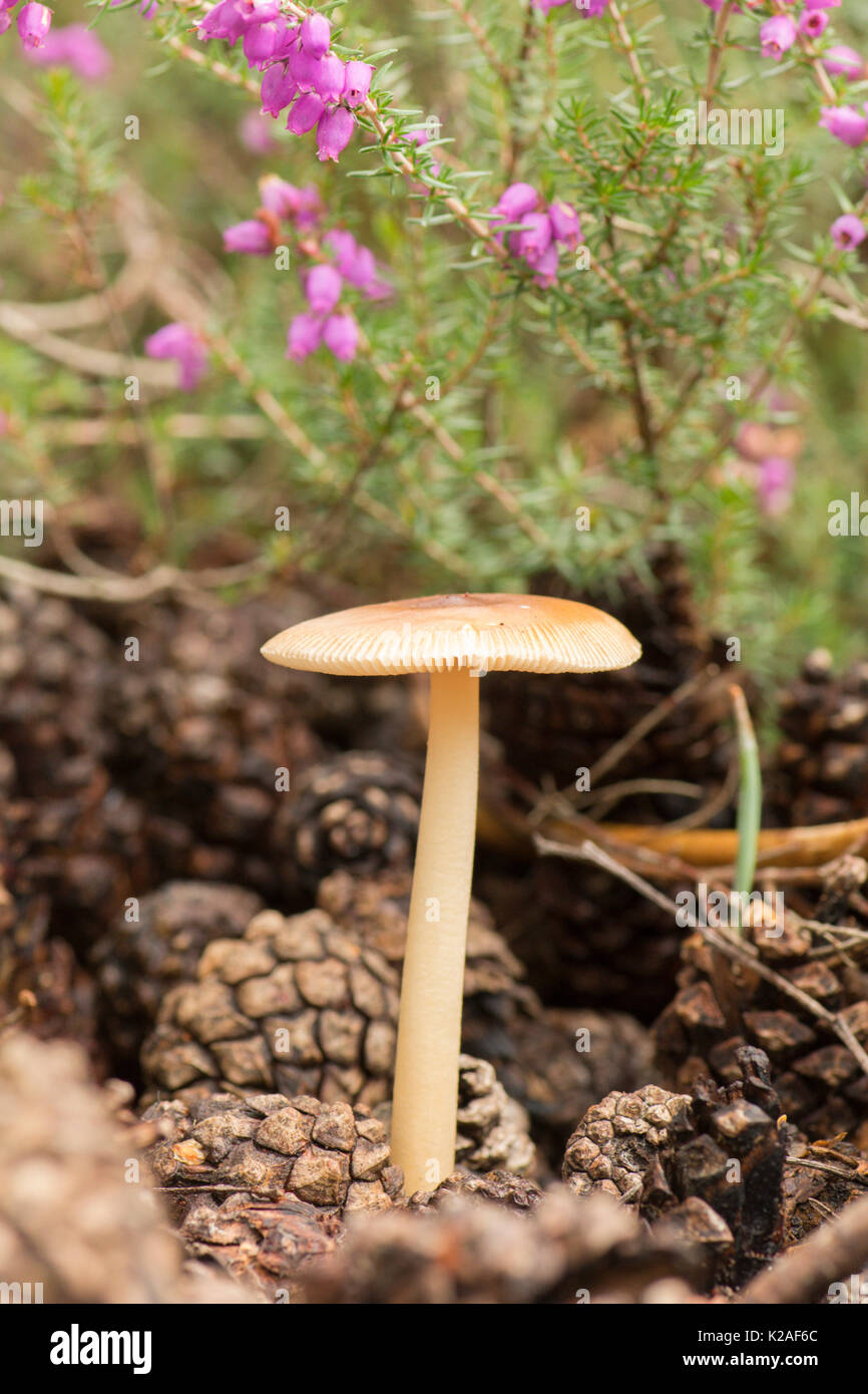 Tawny Grisette, Amanita fulva.  Bell heather, Erica cinerea, Scots Pine fir cones, Sussex, UK. August. Stock Photo