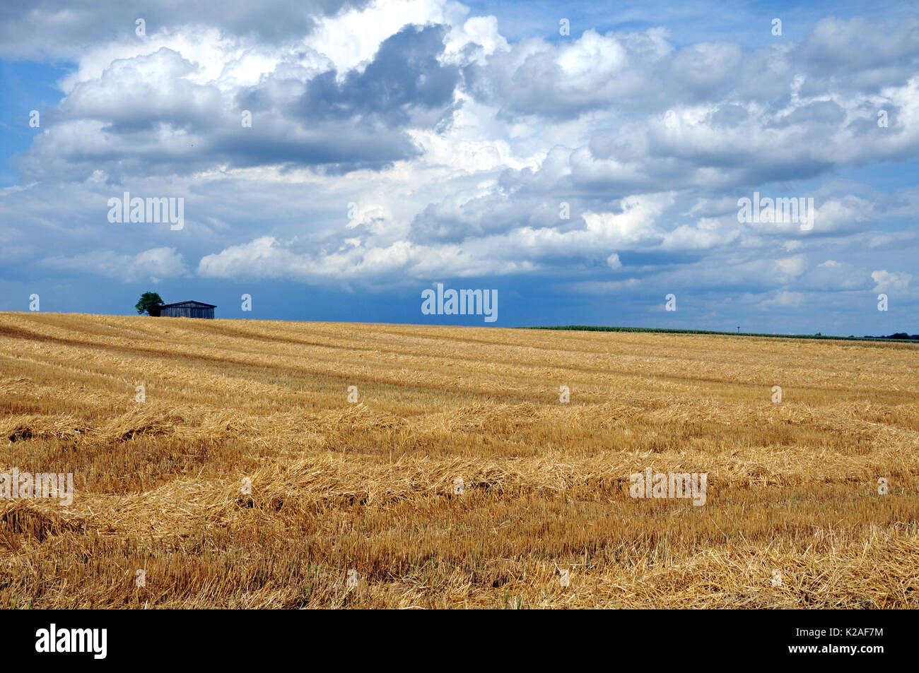 summer landscape with stubble field Stock Photo - Alamy
