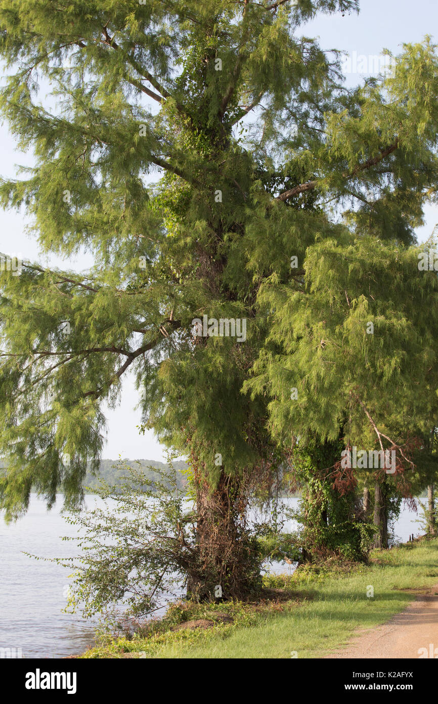 Close up of a cypress tree on a lake shore Stock Photo