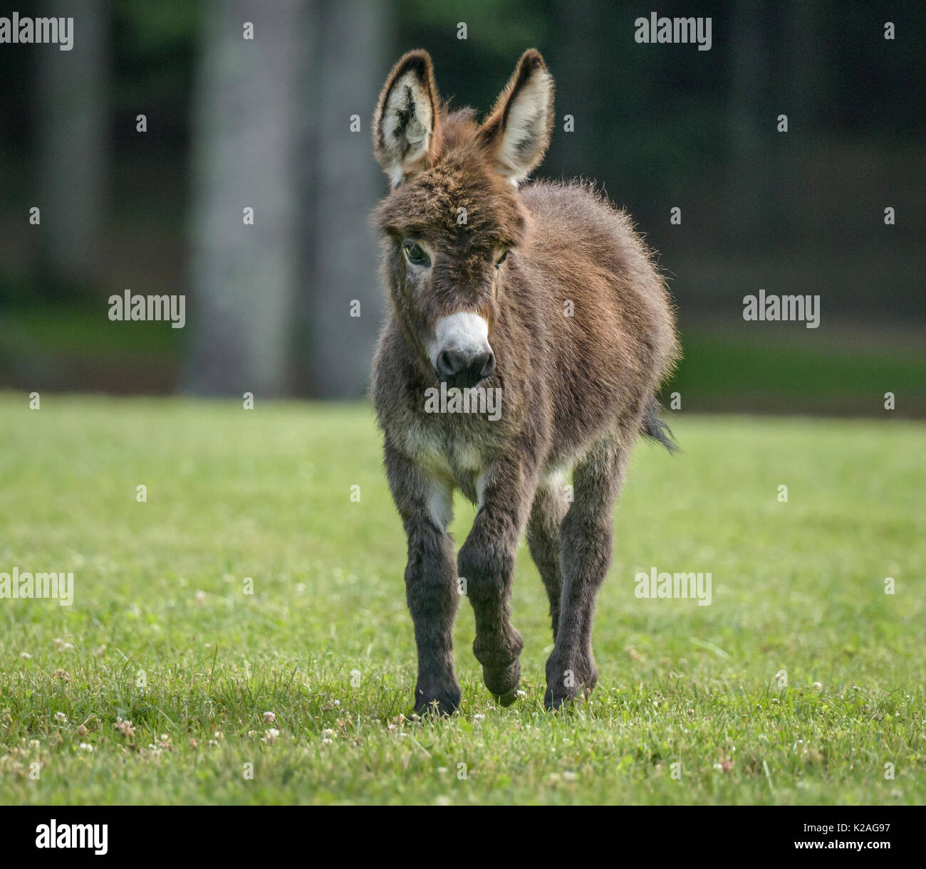 Miniature donkey foal Stock Photo