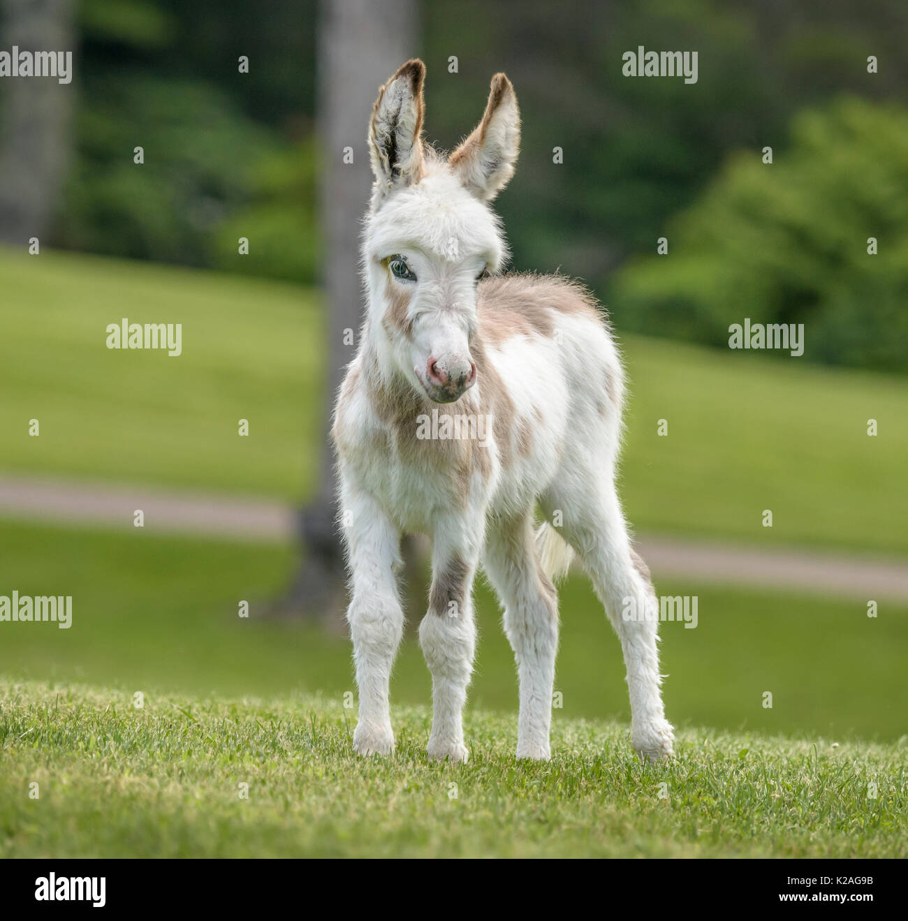 Spotted Miniature donkey foal on grass lawn Stock Photo - Alamy