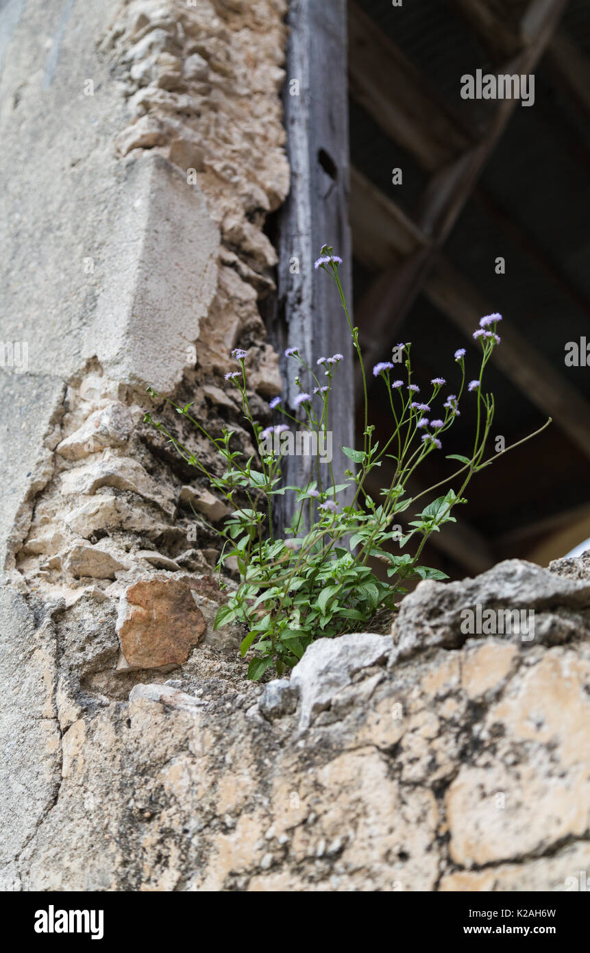 Tiny purple flowers grow on the wall of a building at Hacienda