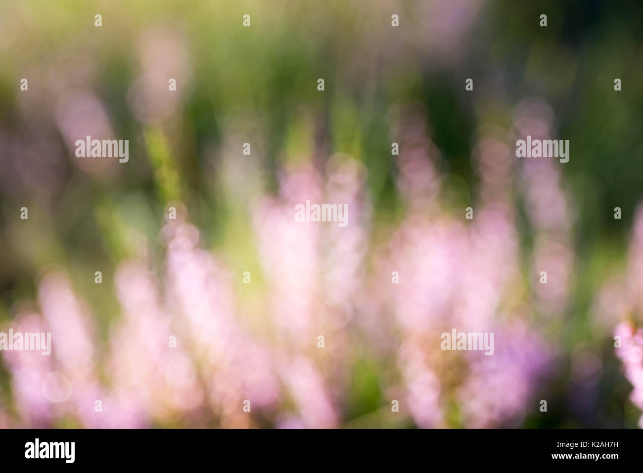 blurred nature background heather violet flowers flowers Stock Photo