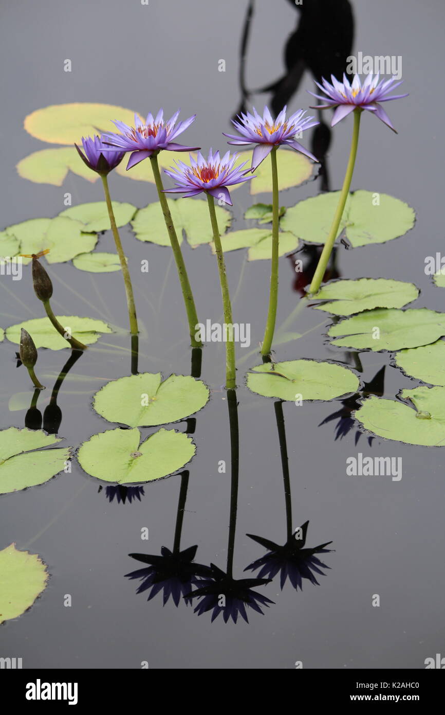 Water Lilies and Lily Pads Stock Photo