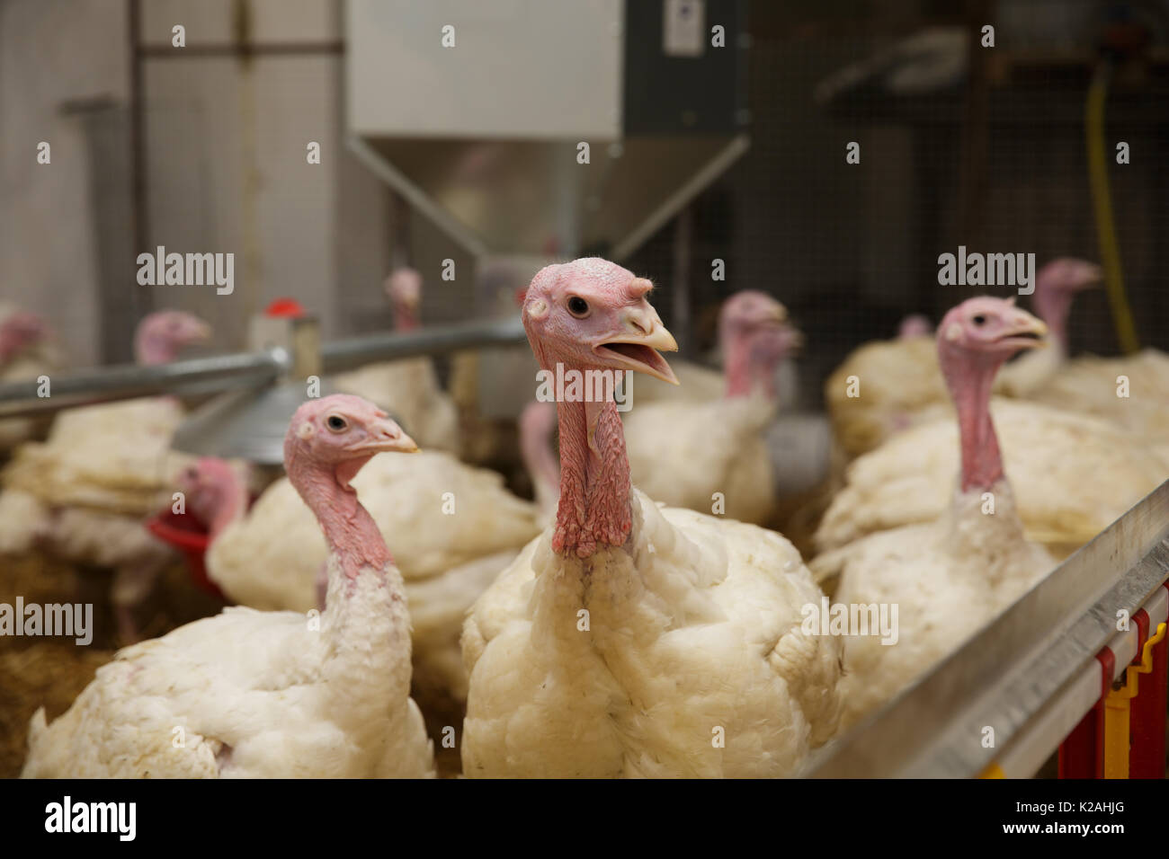 Turkey on a farm , breeding turkeys. Flock of Turkeys at the farm Stock ...