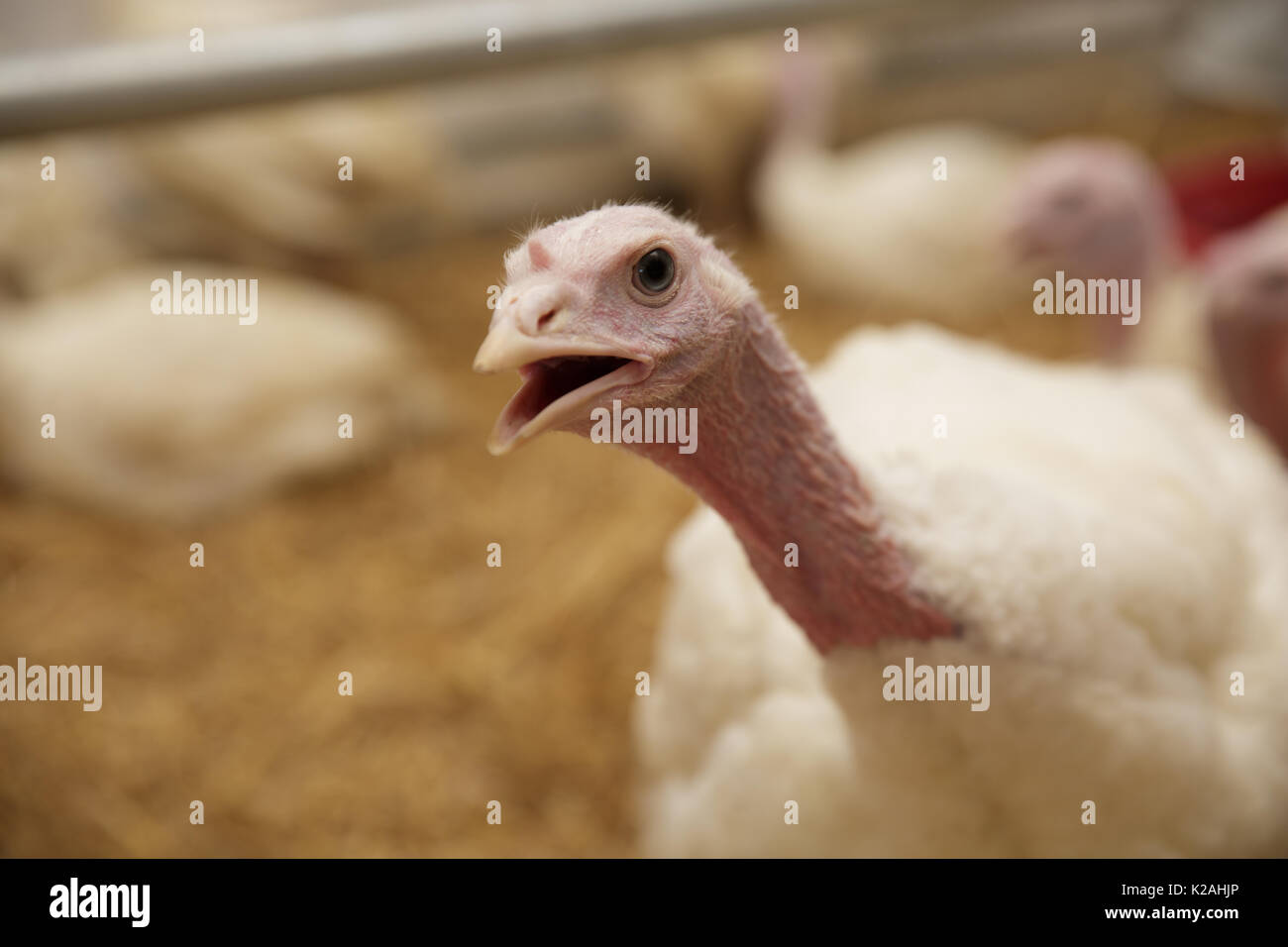 Turkey on a farm , breeding turkeys. Portrait of Turkey. Flock of Turkeys at the farm. Stock Photo