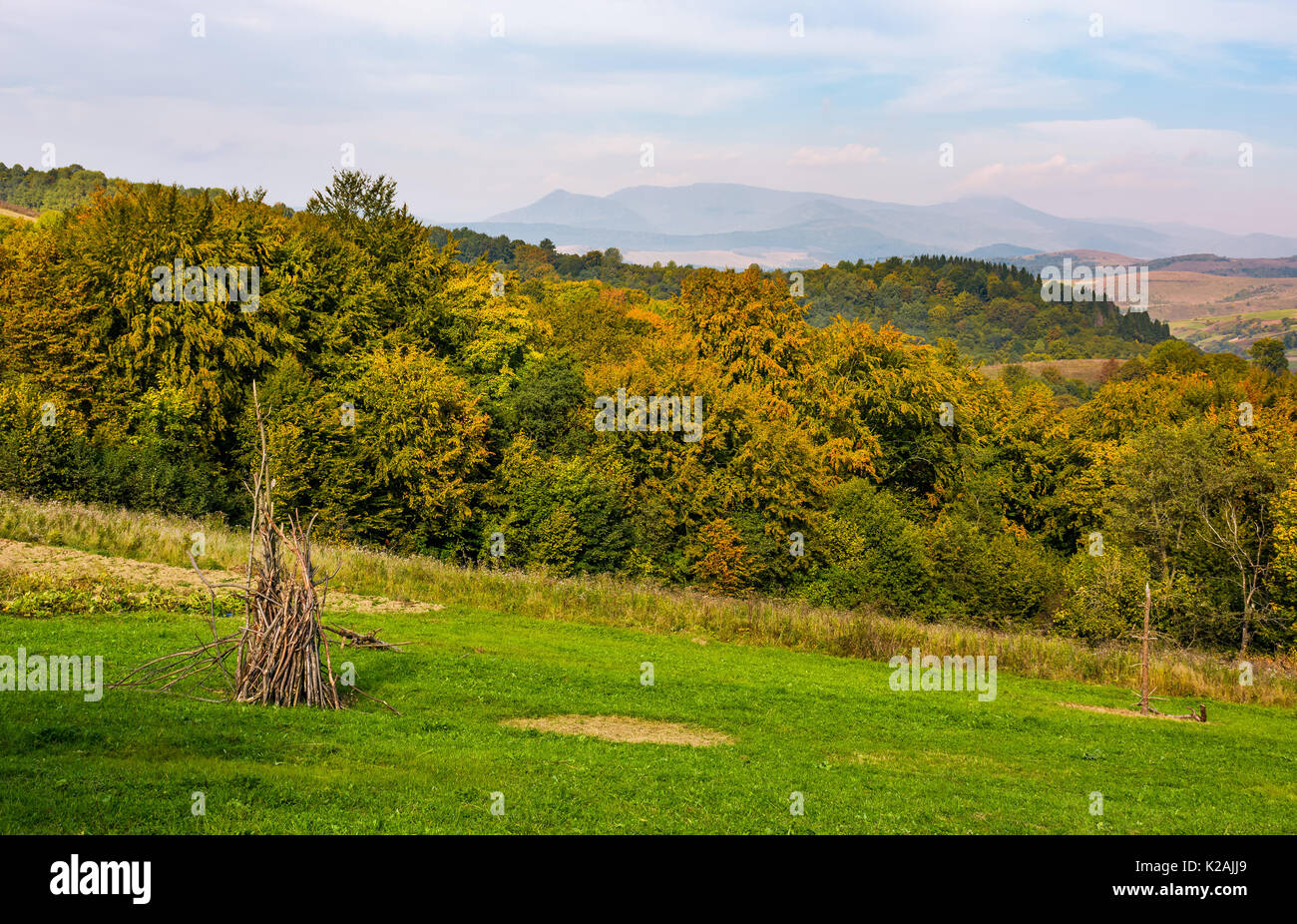 rural grassy fields near the forest on Carpathian hills. beautiful ...