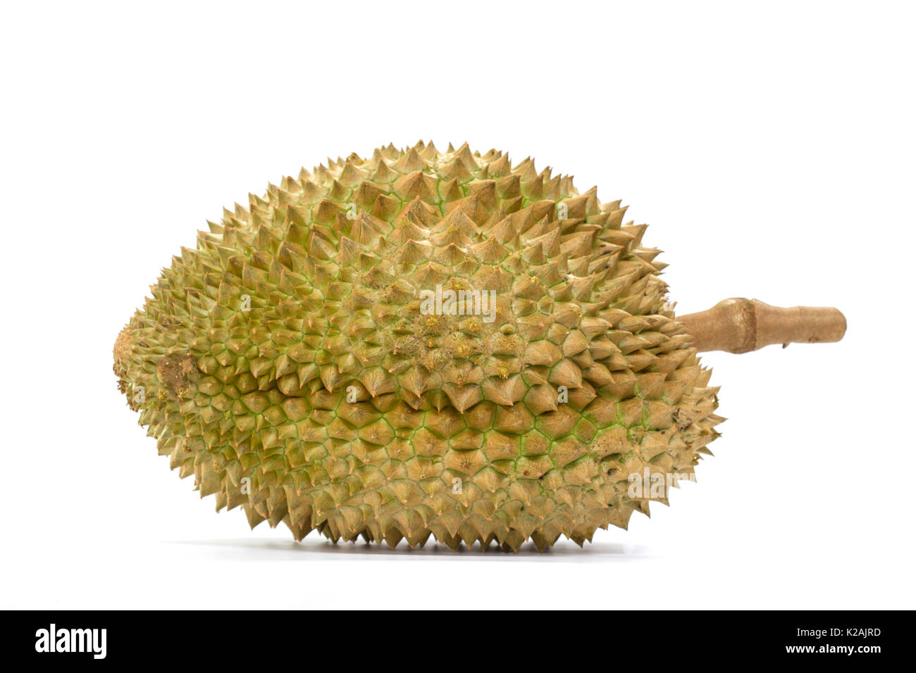 Closeup Mon Thong durian fruit on white background Stock Photo - Alamy