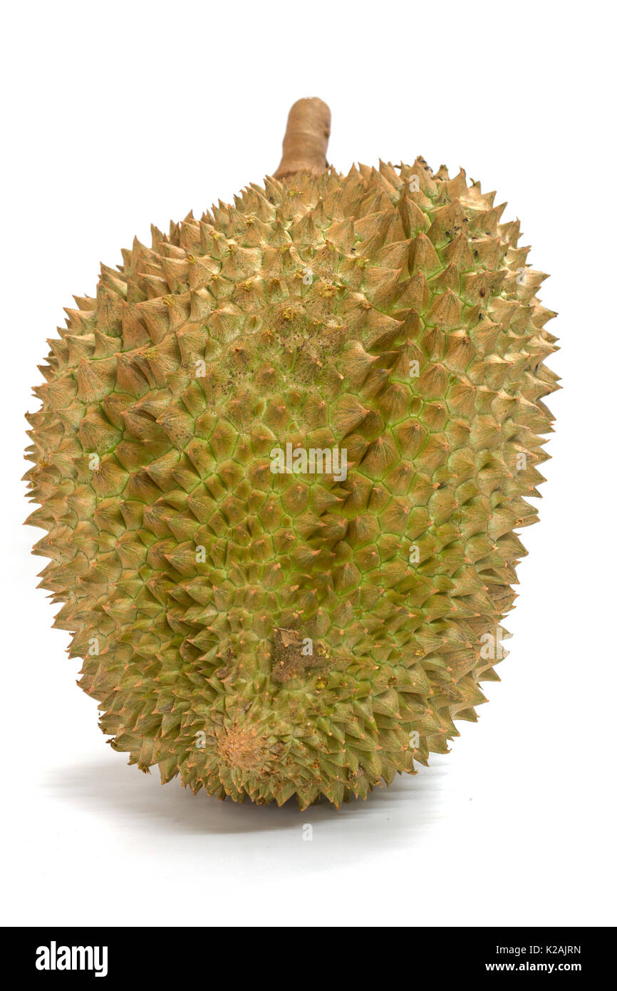 Closeup Mon Thong durian fruit on white background Stock Photo - Alamy