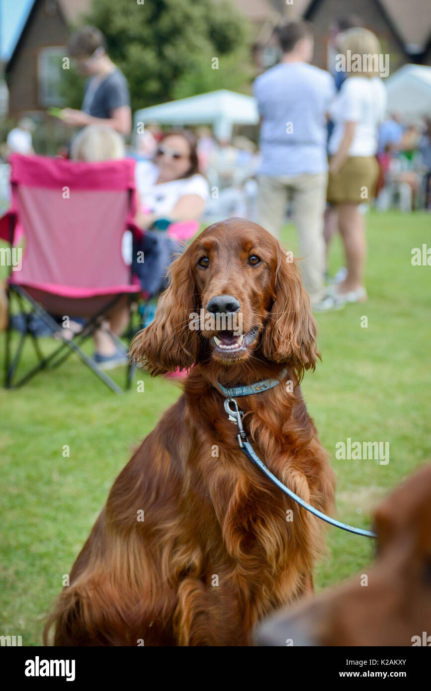 An Irish setter dog at a village dog show in England. Stock Photo
