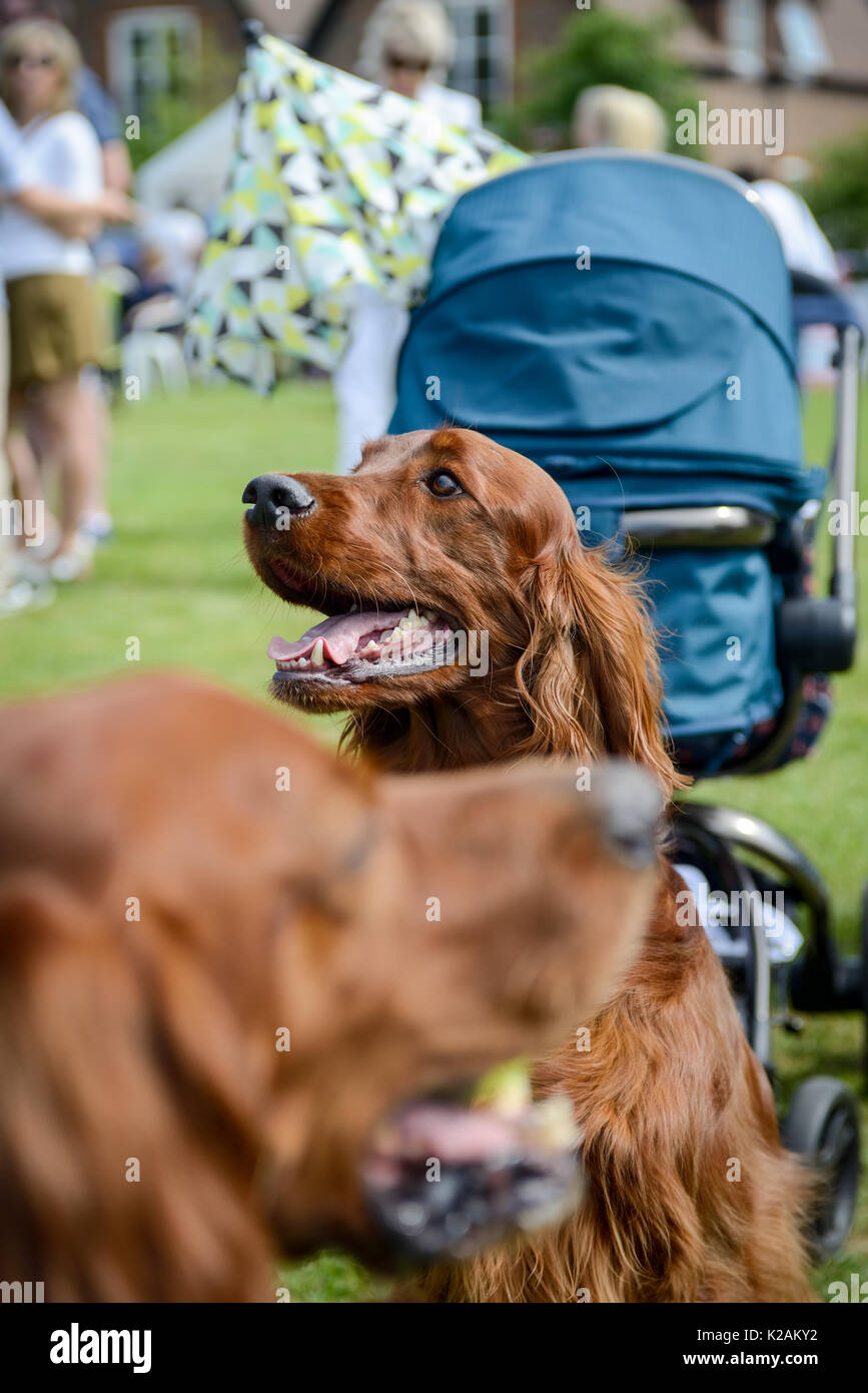 Irish setter dogs at a village dog show in England. Stock Photo