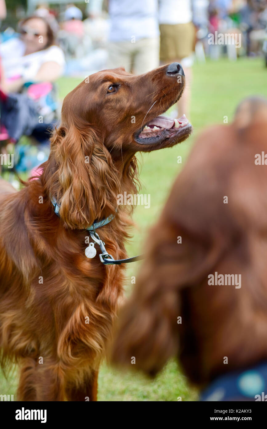 An Irish setter dog at a village dog show in England. Stock Photo