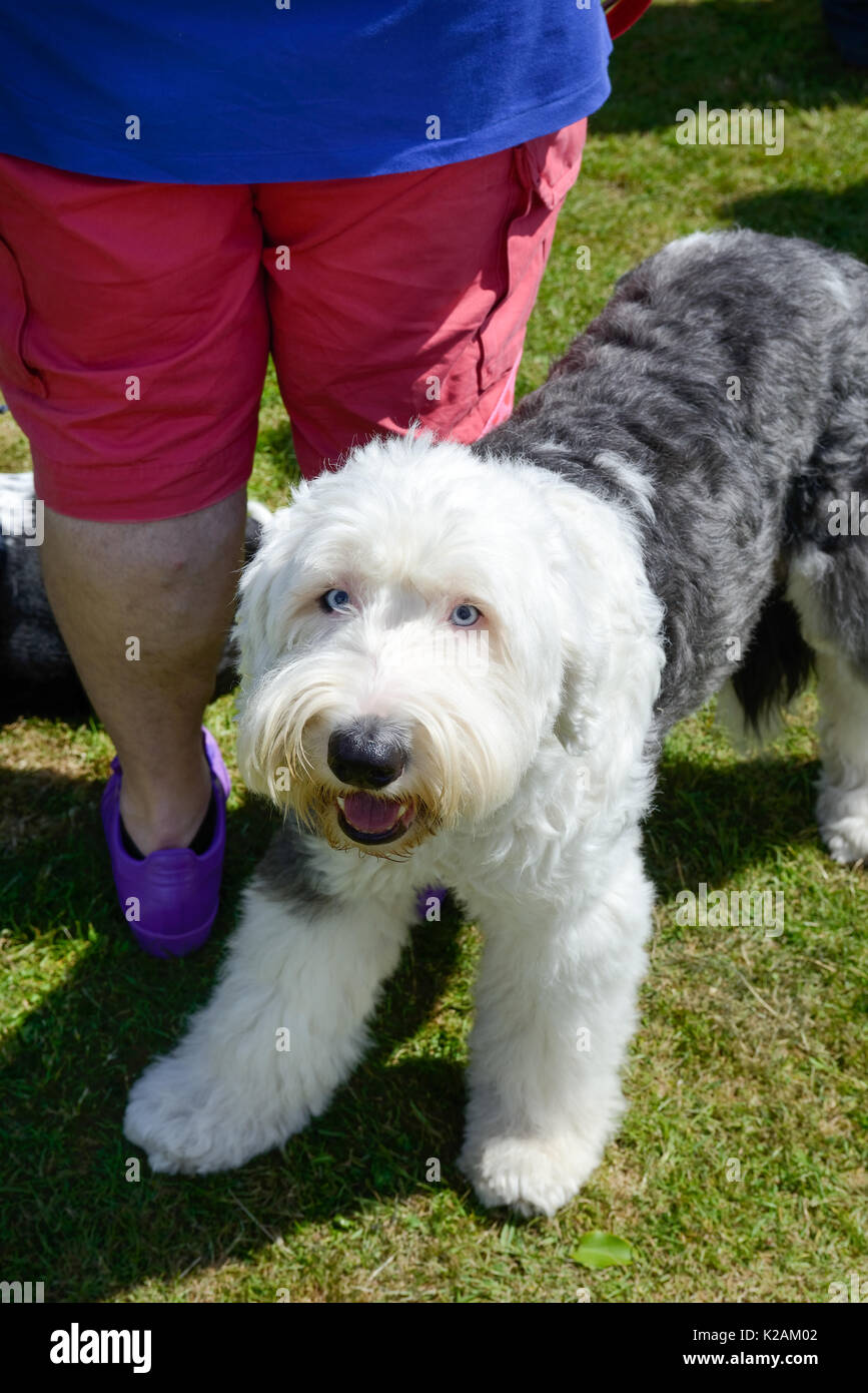 An old english sheep Dog at a village dog show in England. Stock Photo