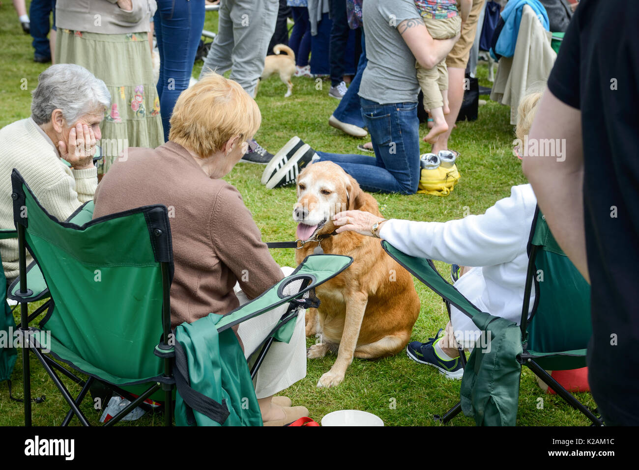 An old dog sits as its owner chats during a village dog show in England. Stock Photo