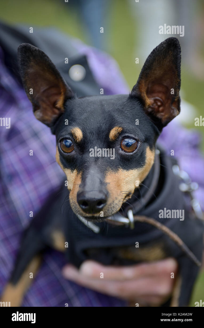 Miniature pinscher dog hi-res stock photography and images - Alamy