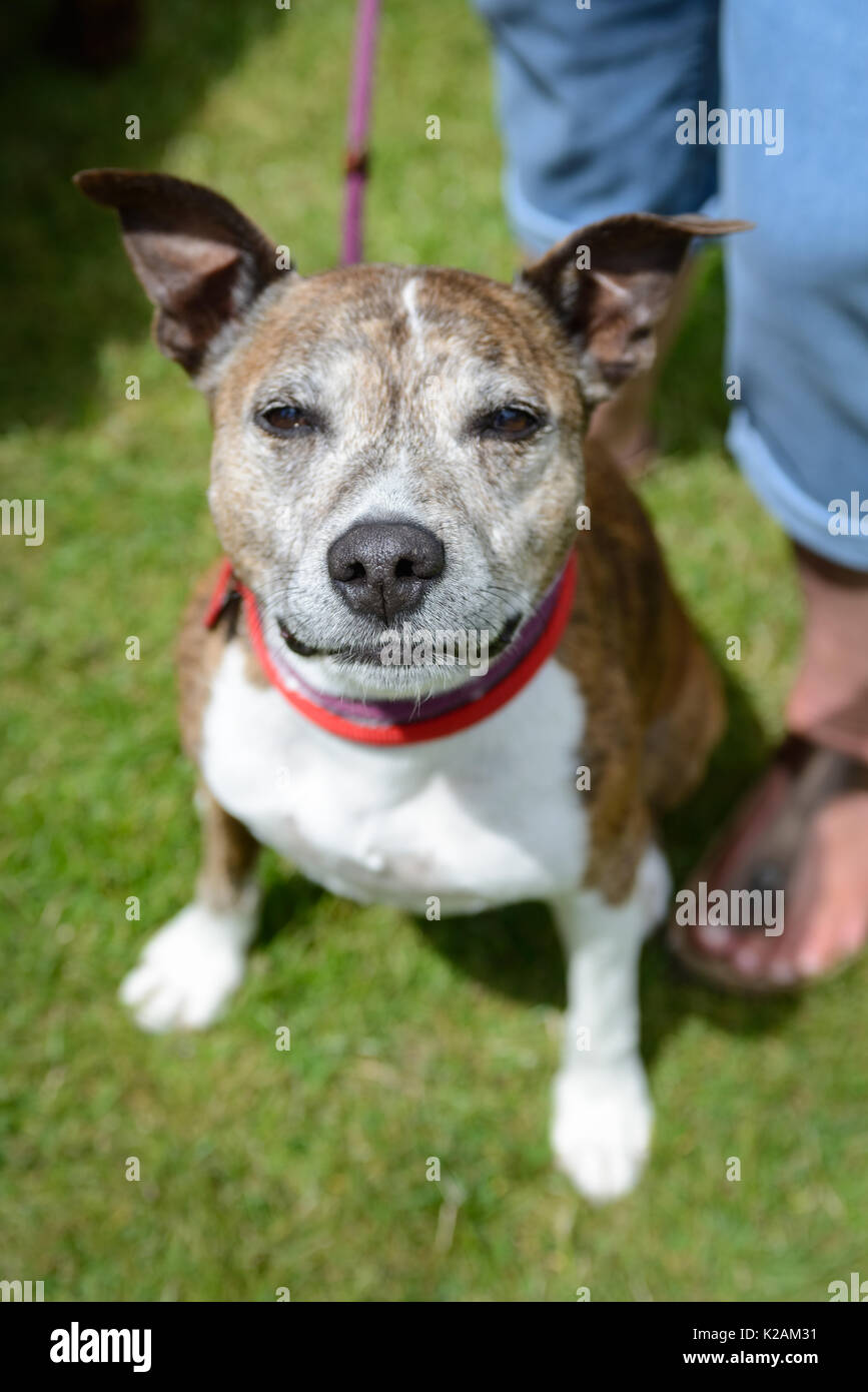 Is Nine Years Old For A Dog