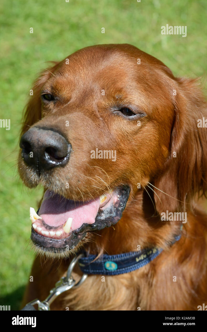 An Irish setter dog and aged 7 years old at a village dog show in England. Stock Photo