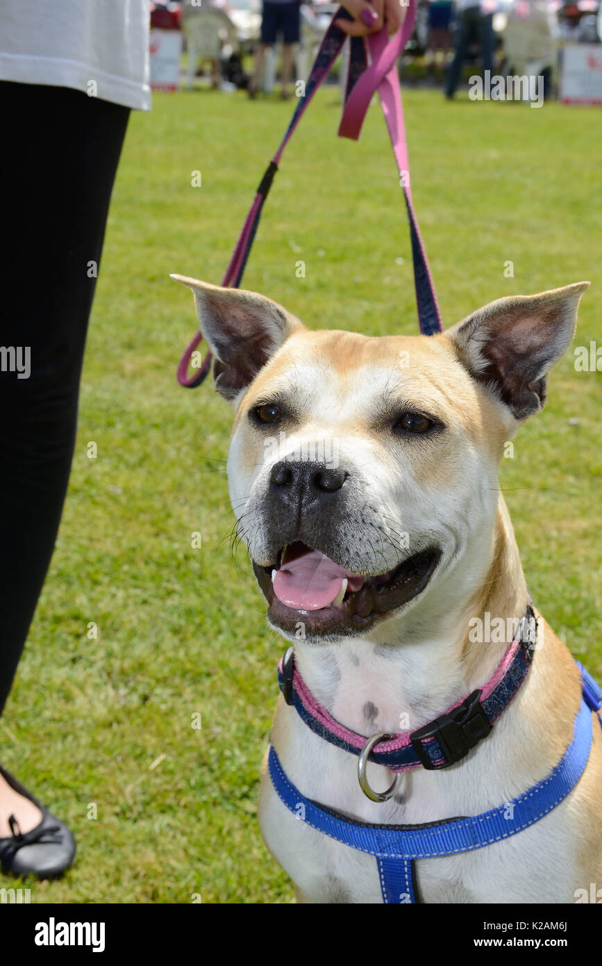 A staffy cross dog aged one-year-old at a village dog show in England ...