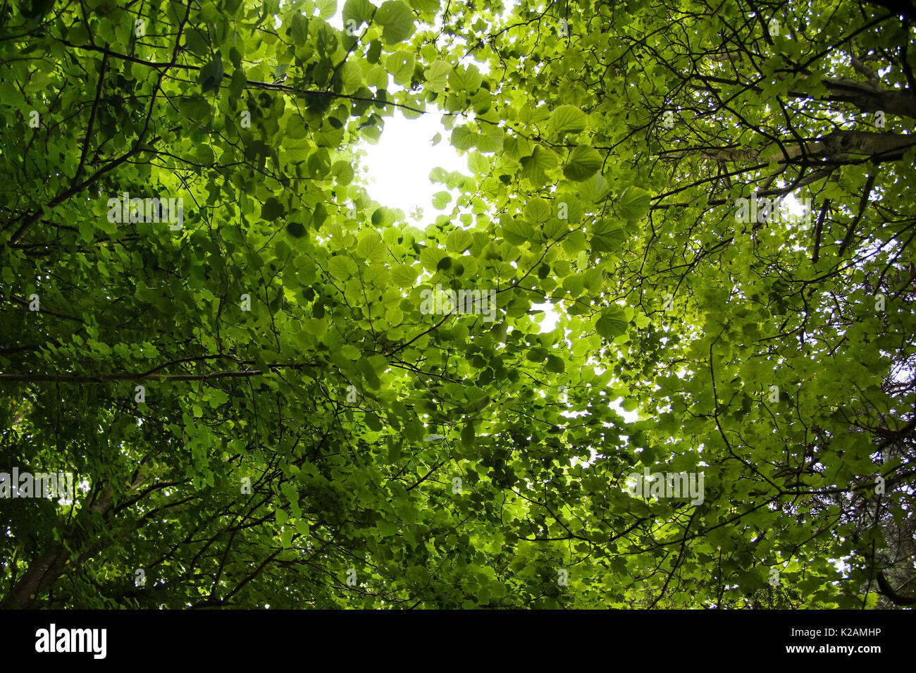Trippy Nature High Resolution Stock Photography and Images - Alamy